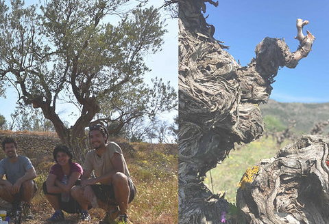 IGP Saint-Guilhem-le-Désert - Domaine de l'Accent - Accenteur blanc BIO