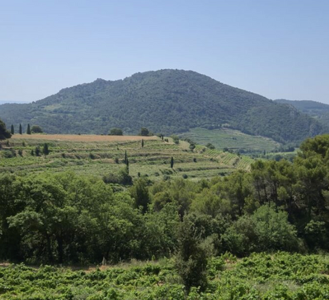 Domaine des Crêts - En Bouts - Vin blanc AOC Macon Chardonnay