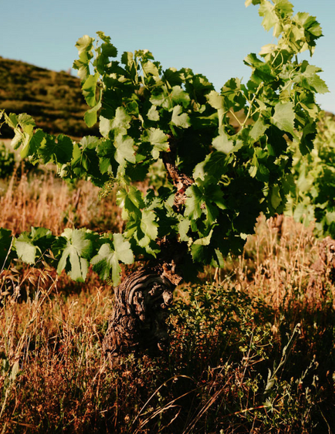 Languedoc-  DOURBIE OSCAR ROSE