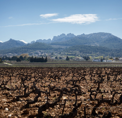 Domaine de Pieblanc - les Terres - Vin rouge BIO AOC Gigondas