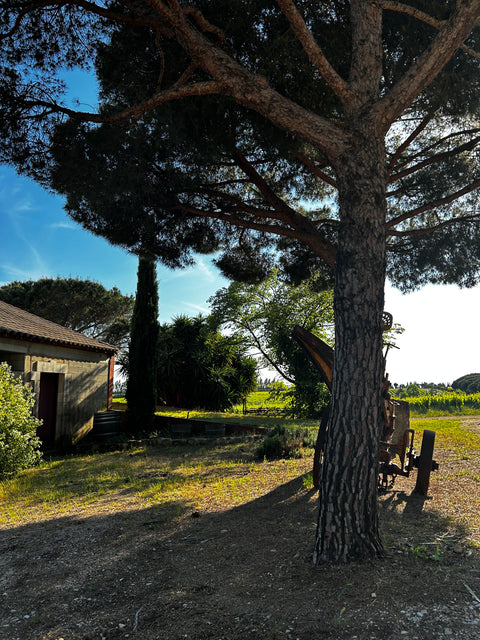 Huile d'olive - Moteur de cuisine Chateau Guiot -  1L