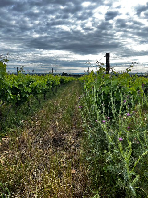 Chateau GUIOT - Nîmois ni toi blanc de Numa Cornut
