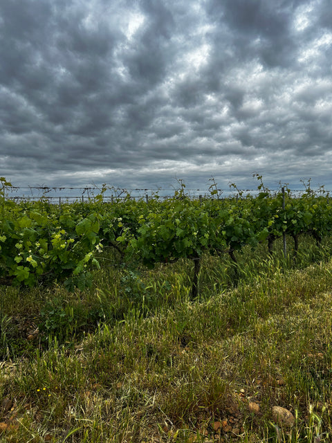 Chateau GUIOT - Plaisir coupable - vin blanc sec