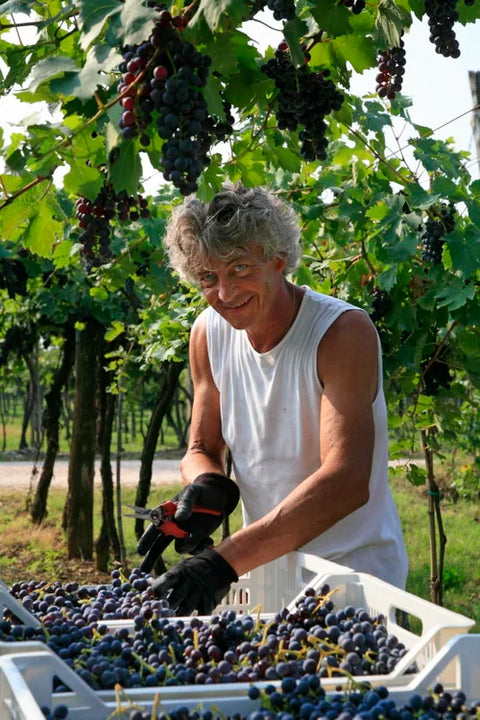 Gran Passione Rosso Veneto – L'intensité de l'appassimento italien