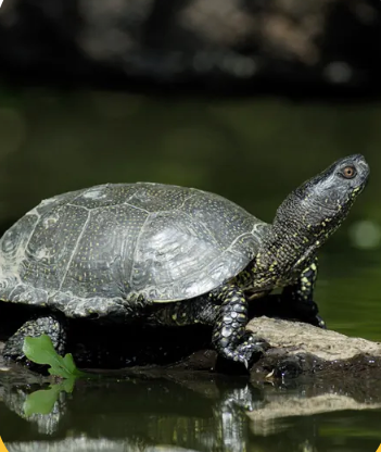 UBY Zéro Alcool - Vin Blanc Pétillant Sans Alcool
