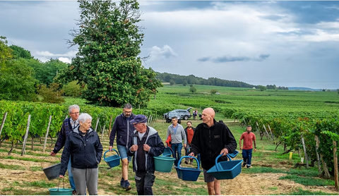 SAINT NICOLAS de BOURGUEUIL - Cave Bruneau Dupuy - cuvée Si le Vin BIO