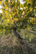 Cep et grappe dans les vignes du Domaine Tariquet