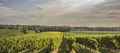 Le vignoble du Domaine Tariquet en Côtes de Gascogne