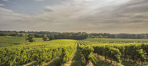 Le vignoble du Domaine Tariquet en Côtes de Gascogne
