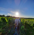 Labour au cheval dans les vignes du Domaine Le Vent des Jours, au lever du soleil