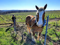 Cheval de trait au travail dans le vignoble du Domaine Le Vent des Jours