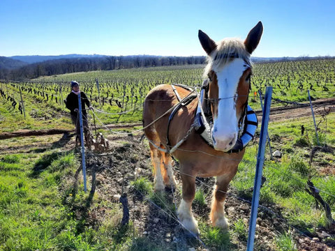 Cheval de trait au travail dans le vignoble du Domaine Le Vent des Jours