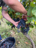 Cueillette d'une grappe de Malbec au Domaine Le Vent des Jours