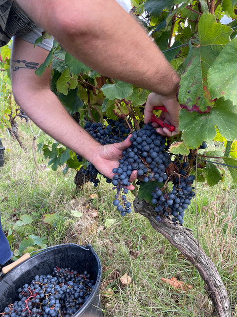 Cueillette d'une grappe de Malbec au Domaine Le Vent des Jours