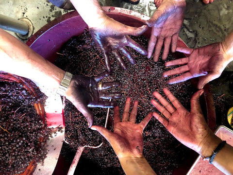 Les mains de l'équipe dans la vendange au Domaine Le Vent des Jours