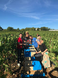 Vendanges manuelles au Domaine Le Vent des Jours