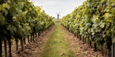 LOIRE - Les Canons - Clos de Belligné