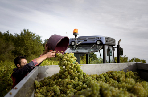 Les Canons - Gamay - Loire