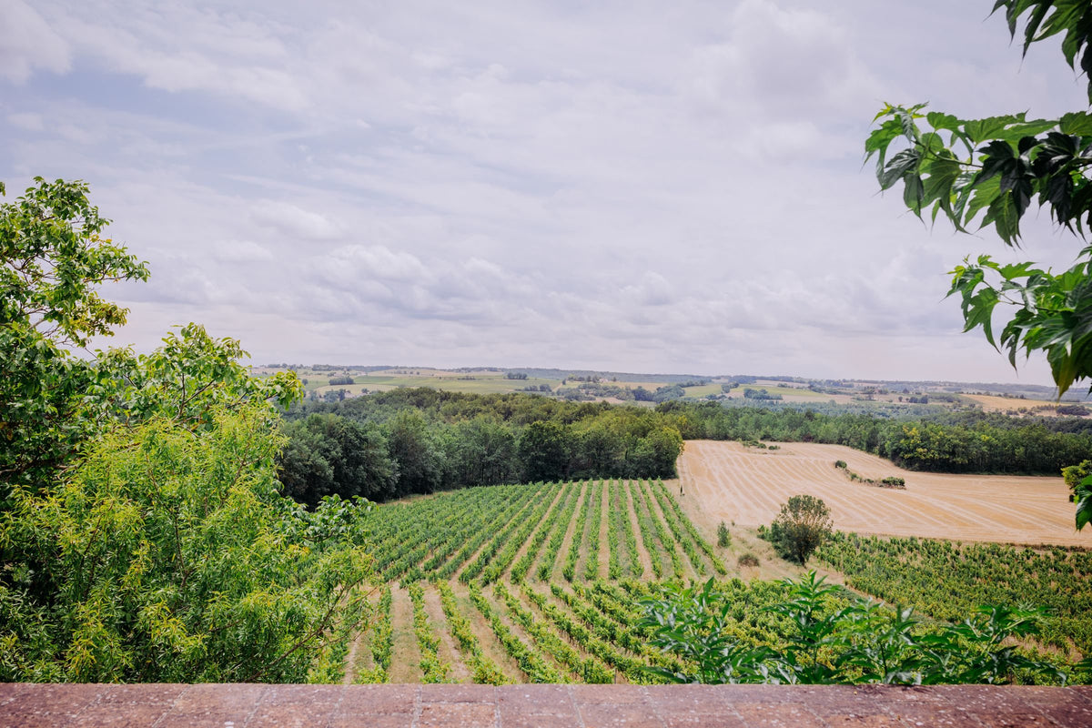 Rangs de vignes et collines sous un ciel d’été