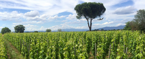 Les vignes de la Tenuta Montecchiesi et un pin parasol, dans la plaine de Cortona