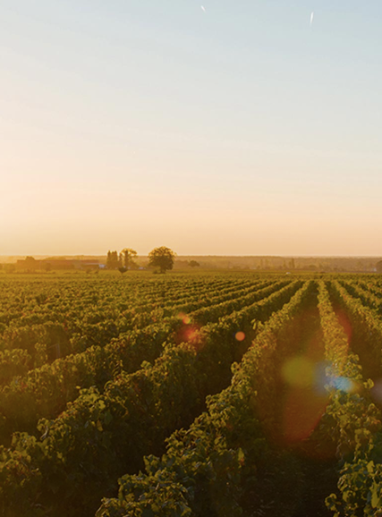 ITALIE POUILLES - Caleo Primitivo