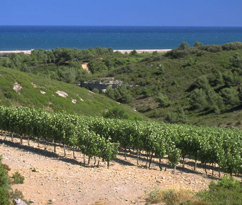 LANGUEDOC - CLAPE - CHÂTEAU RICARDELLE VIGNELACROIX ROUGE