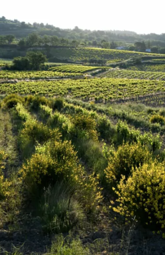 Côtes du Rhône  - Camille Cayran BIO - le Pas de la Beaume