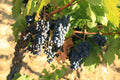 Grappes de carignan mûres avant les vendanges à La Voulte-Gasparets