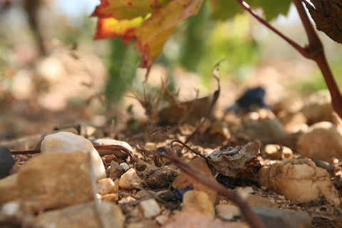 Sol de galets roulés au pied des vignes de La Voulte-Gasparets