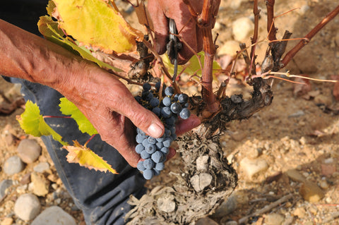 Vendanges manuelles des vieilles vignes de La Voulte-Gasparets