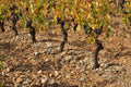 Vieux ceps de carignan conduits en gobelet à La Voulte-Gasparets