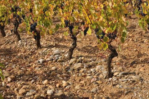 Vieux ceps de carignan conduits en gobelet à La Voulte-Gasparets